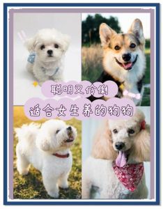 选温顺中型犬，考虑经济精力！（新手养哪种狗最好）