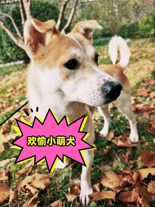 活泼好奇小狗,惹人喜爱(他真是一只好活泼的小狗) 活泼好奇小狗,惹人喜爱(他真是一只好活泼的小狗)