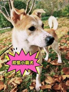 活泼好奇小狗，惹人喜爱（他真是一只好活泼的小狗）