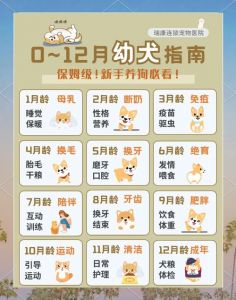 狗狗一岁不等于七岁，发育体型有差异（狗子一岁是几个月）