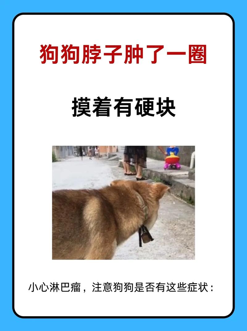狗吠叫是警戒,不是攻击,正确应对很重要(拎起狗的后脖会叫的狗长大真的咬人吗) 狗吠叫是警戒,不是攻击,正确应对很重要(拎起狗的后脖会叫的狗长大真的咬人吗)