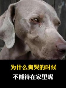 狗狗流泪别担心，调整护理更健康（狗哭了为什么不能养了）