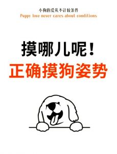 温柔耐心是关键（如何让小狗亲近你）