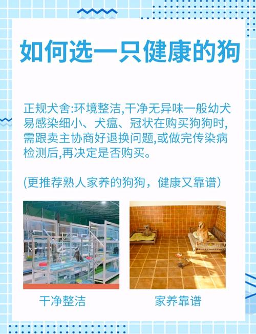 眼神明亮毛发顺滑,性格匹配生活场景(怎么挑狗小狗) 眼神明亮毛发顺滑,性格匹配生活场景(怎么挑狗小狗)
