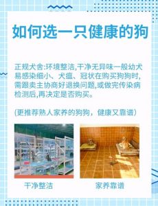 眼神明亮毛发顺滑，性格匹配生活场景（怎么挑狗小狗）