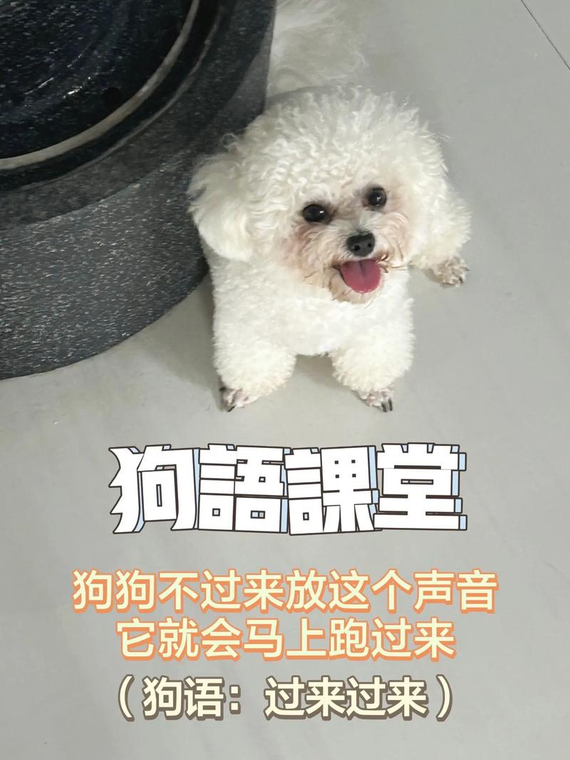 嘬嘬叫小狗,蹲下张开双臂,用零食玩具吸引它(小狗快过来狗语怎么说) 嘬嘬叫小狗,蹲下张开双臂,用零食玩具吸引它(小狗快过来狗语怎么说)