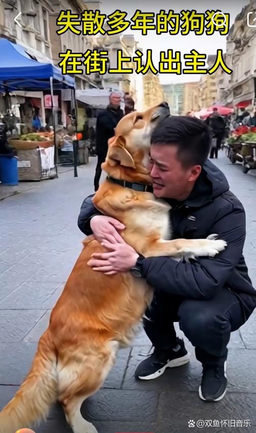 狗狗戴蝴蝶结认新主,爱心互动是关键(狗狗对第一个主人和第二个主人) 狗狗戴蝴蝶结认新主,爱心互动是关键(狗狗对第一个主人和第二个主人)