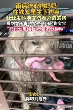 汕头暴雨狗妈妈护幼犬,主人归来仅剩6只(女子准备捉一只小奶狗狗妈妈追着护崽) 汕头暴雨狗妈妈护幼犬,主人归来仅剩6只(女子准备捉一只小奶狗狗妈妈追着护崽)