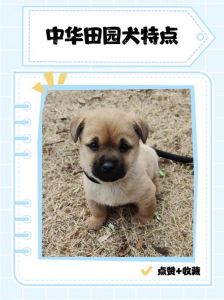 选狗看外形性格，选对好伙伴（怎么看土狗的品相好不好）