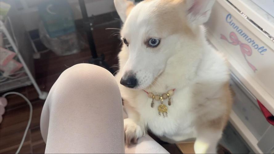 狗子放置游戏核心玩法指南(修女狗狗放置) 狗子放置游戏核心玩法指南(修女狗狗放置)