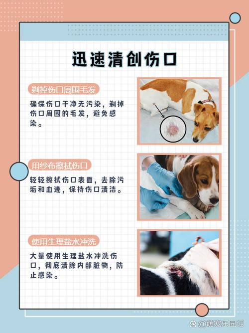 《日常》剧情混乱,观众常忘狗咬头在哪一集(日常里狗咬是哪一集) 《日常》剧情混乱,观众常忘狗咬头在哪一集(日常里狗咬是哪一集)