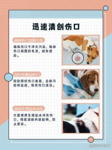 《日常》剧情混乱，观众常忘狗咬头在哪一集（日常里狗咬是哪一集）