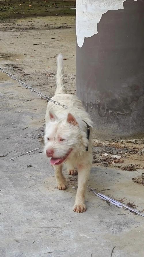 看鼻子眼皮颜色,综合评估品相(下司犬冷骚狗的挑选方法) 看鼻子眼皮颜色,综合评估品相(下司犬冷骚狗的挑选方法)
