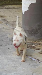 看鼻子眼皮颜色，综合评估品相（下司犬冷骚狗的挑选方法）