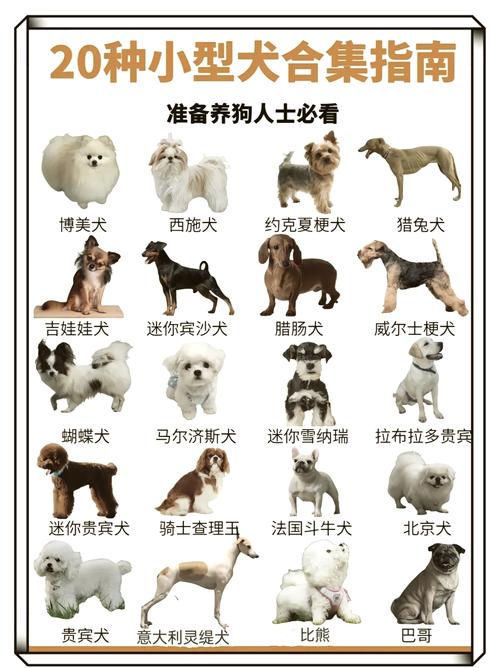 64犬种指南,帮你选对宠物(宠物狗狗品种大全) 64犬种指南,帮你选对宠物(宠物狗狗品种大全)