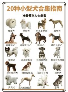 64犬种指南，帮你选对宠物（宠物狗狗品种大全）