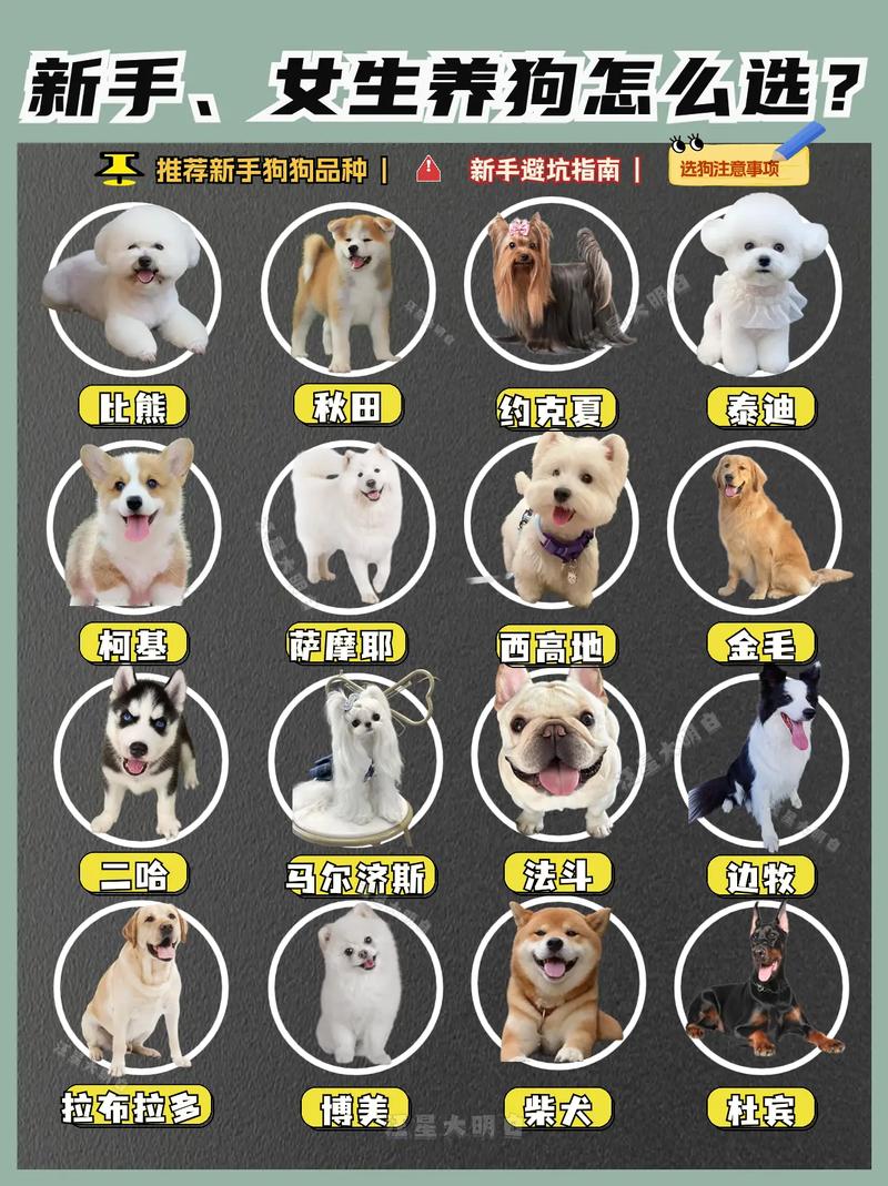 选对健康活泼温顺犬,适合你的理想宠物(怎么选小狗是好狗) 选对健康活泼温顺犬,适合你的理想宠物(怎么选小狗是好狗)