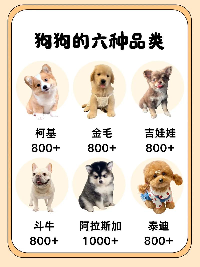 世界狗品种超178种,选宠物狗看这几点!(宠物狗都有什么品种) 世界狗品种超178种,选宠物狗看这几点!(宠物狗都有什么品种)