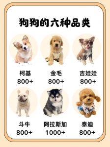 世界狗品种超178种，选宠物狗看这几点！（宠物狗都有什么品种）