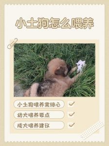 看体型五短，眼细长，性格温顺（怎么挑土狗幼犬）