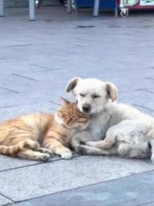 边牧下水道救小奶猫，动物界温情奇迹！（小狗带回湿猫求主人收养）