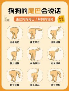七狗子是网络戏谑词，或方言指狗，体现汉语多样性（七狗子是哪里的方言）
