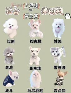推荐10种受欢迎的小型犬，选最适合你的家庭伴侣！（小型狗狗排行榜前十名）