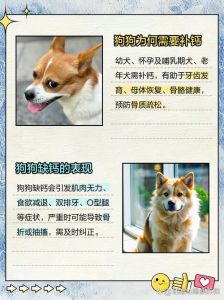 选对钙片很重要！幼犬成年老年各不同（狗钙片如何选择）