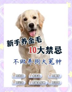 养狗责任大，科学喂养是关键（初次养狗注意什么）