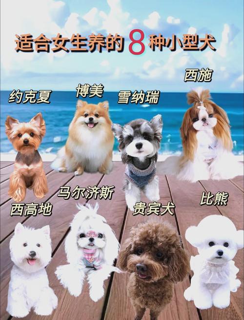 博美泰迪小巧,金毛萨摩友善(女生喜欢养什么狗) 博美泰迪小巧,金毛萨摩友善(女生喜欢养什么狗)