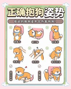 狗狗腿边依偎非粘人，是信任安全感的表现（公狗为什么喜欢抱着女人的腿）
