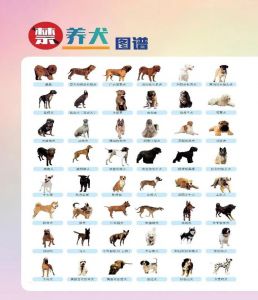 室内伴侣，掉毛少性格稳（什么品种的狗不需要遛）