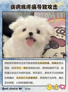 狗狗凶主人原因及应对方法（自家养的狗狗为什么会对主人凶）