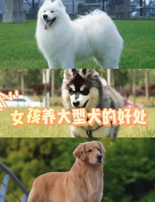 安全陪伴,社交加分(女人养大型狗的真正目的) 安全陪伴,社交加分(女人养大型狗的真正目的)