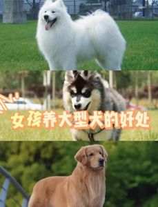 狗狗是女性的情感支柱，带来爱与陪伴（女人为啥喜欢养狗）