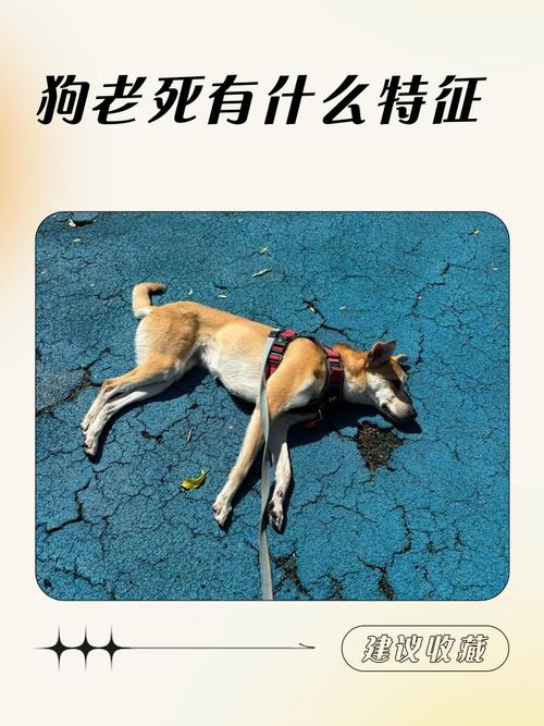告别狗子,何时处理尸体?(狗子去世以后多久处理) 告别狗子,何时处理尸体?(狗子去世以后多久处理)