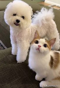 宣宣初会救助流浪猫狗，无私付出感动人心（养很多猫狗的女人）