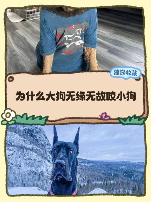 母犬吃幼崽原因多 家长要警惕(为什么大狗会吃掉小狗) 母犬吃幼崽原因多 家长要警惕(为什么大狗会吃掉小狗)