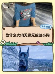 母犬吃幼崽原因多 家长要警惕（为什么大狗会吃掉小狗）