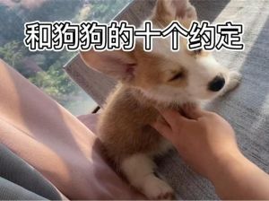 爱与责任的100个约定（我和狗狗的100个约定）