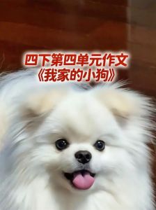 狗狗忠诚懂主人，家人般好伙伴（我是主人家里的一条狗）