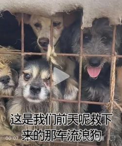 老狗咬人原因及应对方法（大狗老了为啥会咬人）