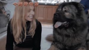 养公狗安心又贴心，给女性带来陪伴与守护（为什么那么多妇女养公狗呢）