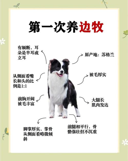 依法养犬须登记免疫,文明养犬责任重大(养狗需要注意的事项) 依法养犬须登记免疫,文明养犬责任重大(养狗需要注意的事项)