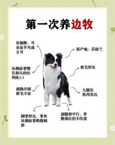 选犬种饮食训练环境健康法规（新手养狗十大注意事项）