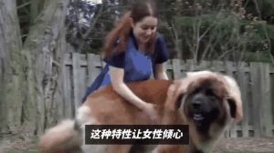 安全感与陪伴，独立生活新选择（为什么单人女人爱养公狗）