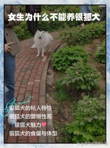 情感寄托与独立宣言（离婚女人养狗的真正原因图片）