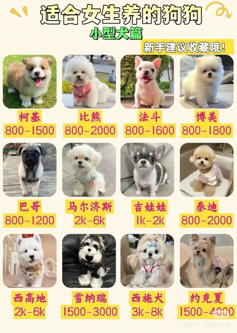情感陪伴与社交乐趣(女生为什么喜欢养狗) 情感陪伴与社交乐趣(女生为什么喜欢养狗)