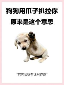 宣示领地爱意多，注意力度防受伤（狗狗为什么喜欢扒拉人）