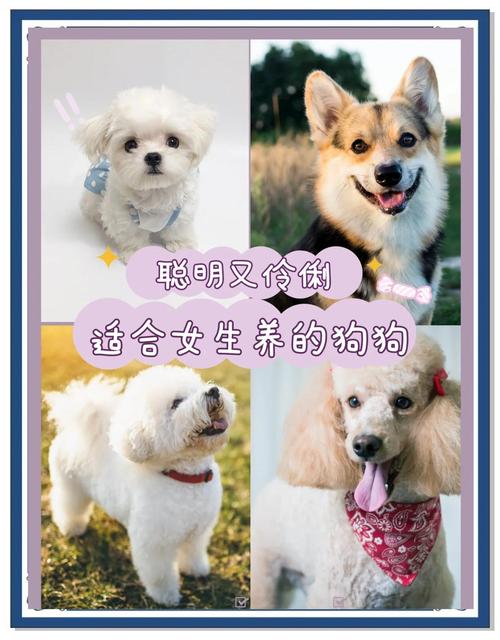 博美泰迪小巧,金毛萨摩友善(女生喜欢养什么狗) 博美泰迪小巧,金毛萨摩友善(女生喜欢养什么狗)
